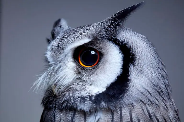 Side view of northern white faced owl.