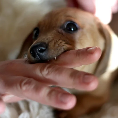 Little dog bite, close up